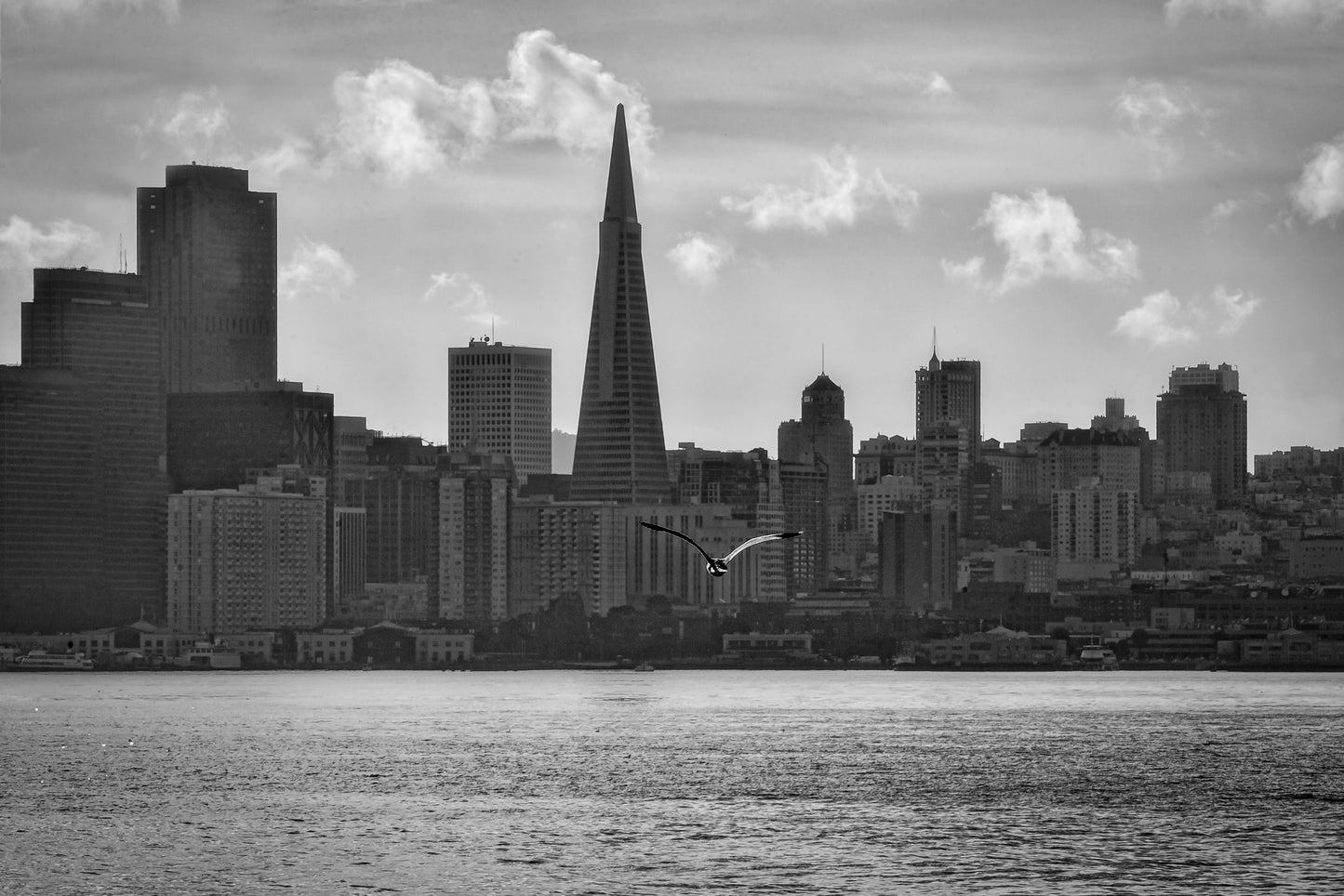 xg The San Francisco Skyline and a lone gull on a grey day