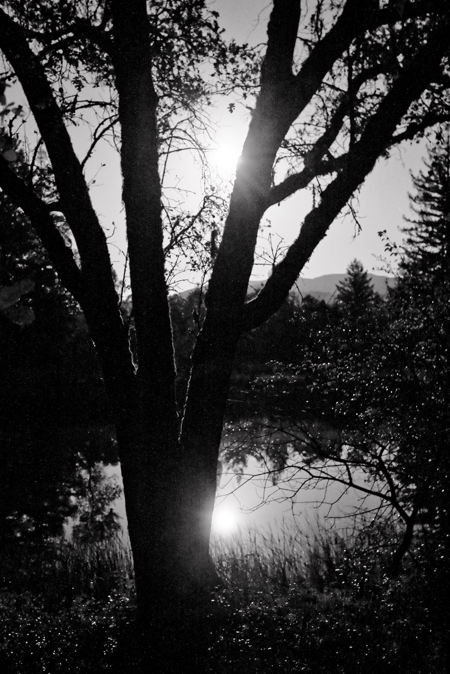 xu Just off of Bear Creek Road in the Santa Cruz Mountains near Boulder Creek
