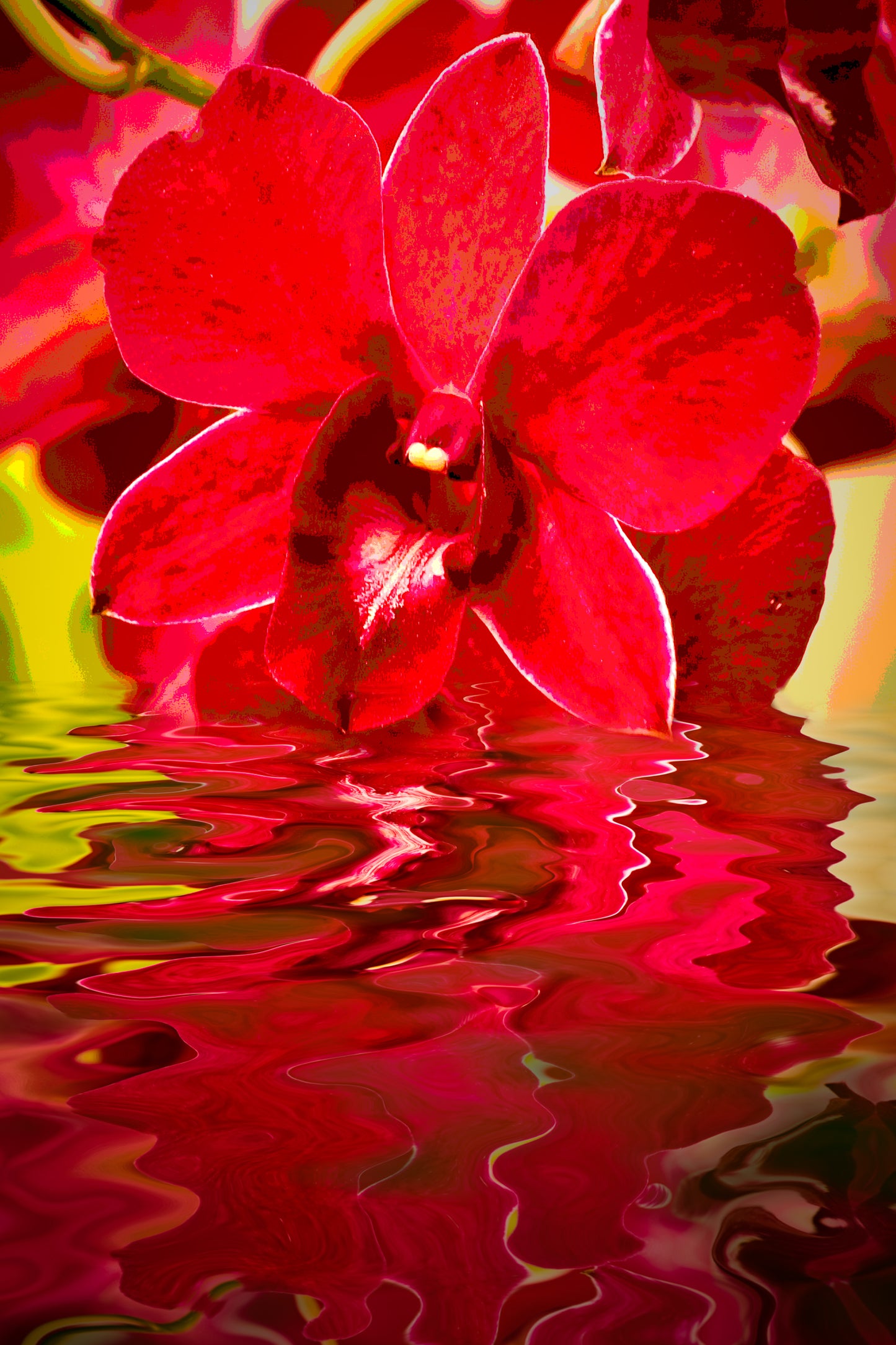 k Stunning red orchid gently immersed in tropical waters on Oahu