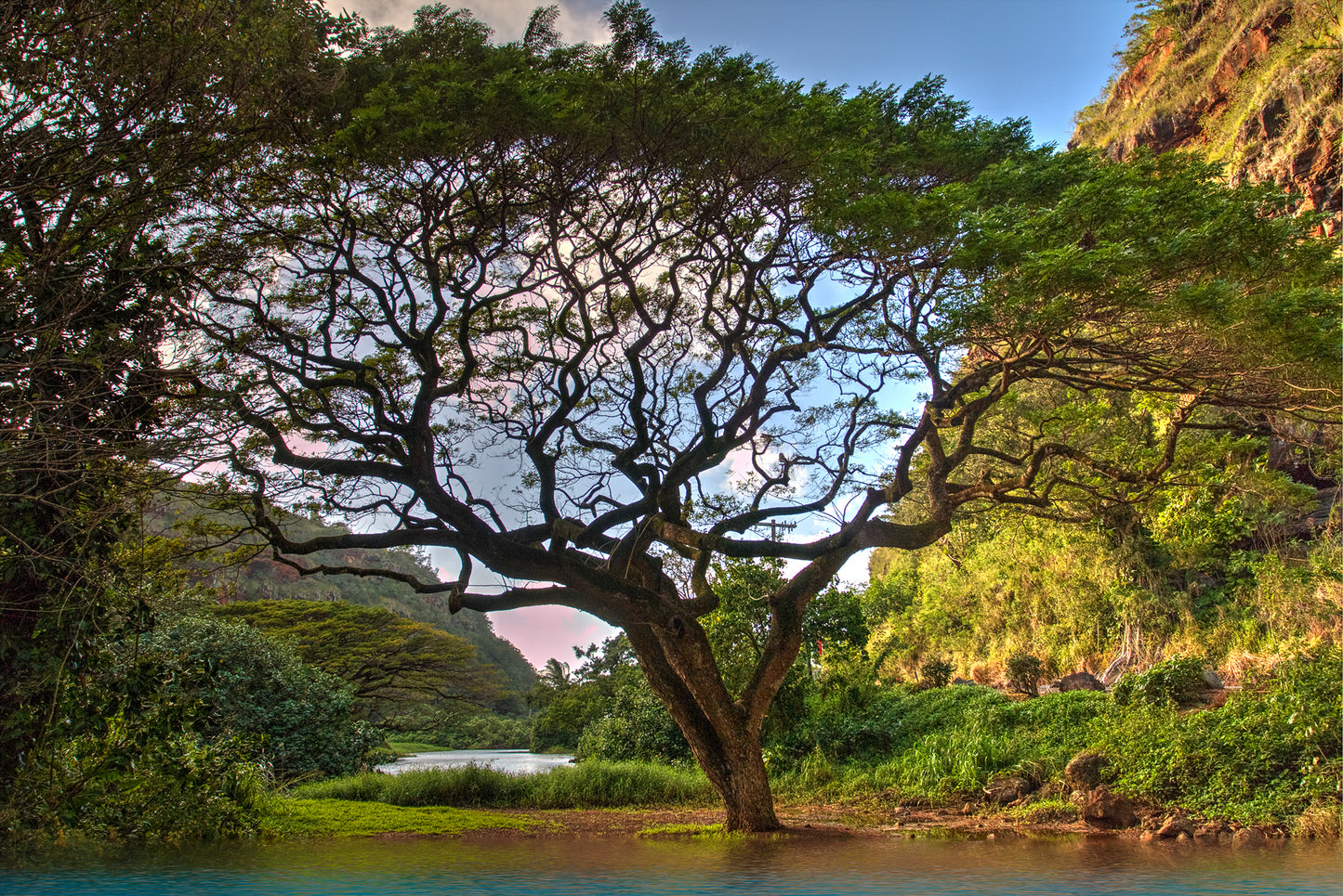 t A gorgeous Hawaiian tree at the entrance to Waimea Valley on Oahu