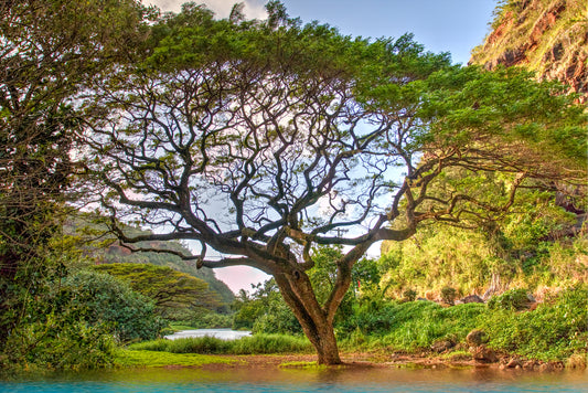 LE Beautiful Hawaiian Tree at the entrance to Waimea Falls on the North Shore, Oahu. _MG_8572t
