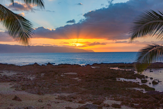 LE Sunset and Palm Trees on the North Shore of Oahu W3A2326